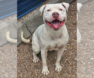 Lucious - Male American Pit Bull Terrier Dog for Adoption - Photo #2