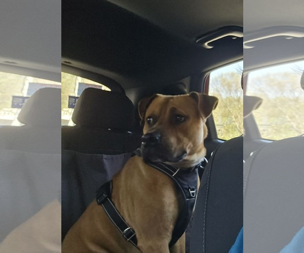 Medium Photo #3 Black Mouth Cur-Unknown Mix Puppy For Sale in Holly Springs, NC, USA
