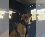 Small #2 Black Mouth Cur Mix