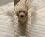 Small Photo #4 Poodle (Standard)-Spinone Italiano Mix Puppy For Sale in CLEVELAND, OH, USA