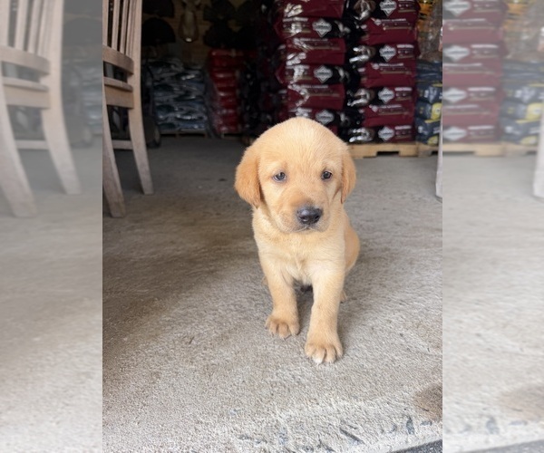 Medium Photo #5 Labrador Retriever Puppy For Sale in GREENVILLE, NC, USA