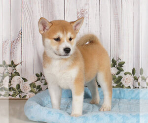 Shiba Inu Puppy for sale in PENNS CREEK, PA, USA