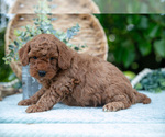 Small Photo #4 Poodle (Miniature) Puppy For Sale in WOLCOTTVILLE, IN, USA