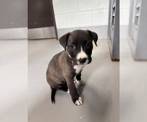 American Pit Bull Terrier Dogs for adoption in Corpus Christi, TX, USA