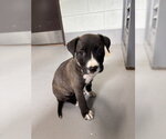 Small American Pit Bull Terrier