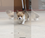 Small Photo #9 Pembroke Welsh Corgi Puppy For Sale in OCEANSIDE, CA, USA