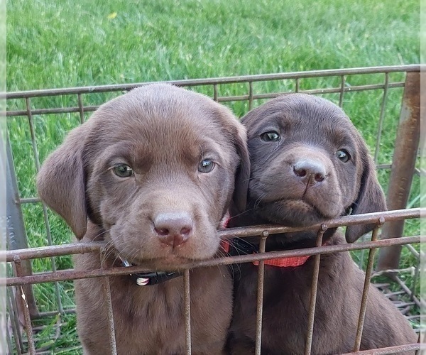 Medium Photo #1 Labrador Retriever Puppy For Sale in LOVELAND, CO, USA