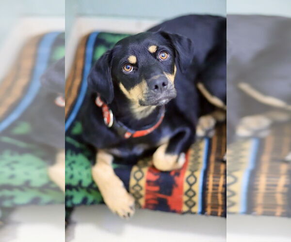 Medium Photo #1 Australian Kelpie-Unknown Mix Puppy For Sale in Webster, WI, USA