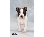 Small Photo #32 Boston Terrier Puppy For Sale in CLARE, MI, USA