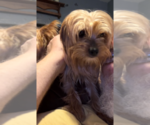Small Photo #1 Yorkshire Terrier Puppy For Sale in PETERSBURG, IN, USA