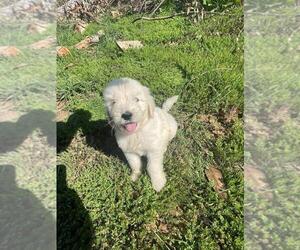 Goldendoodle Puppy for sale in HERALD, CA, USA