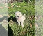 Small Photo #1 Goldendoodle Puppy For Sale in HERALD, CA, USA