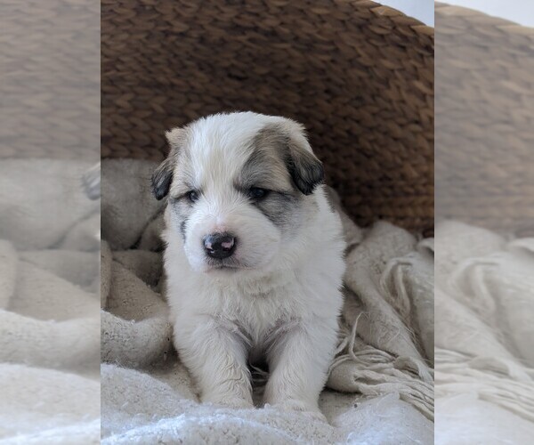 Medium Photo #55 Great Pyrenees Puppy For Sale in FALCON, CO, USA