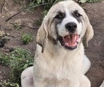 Puppy Puppy 7 Anatolian Shepherd-Karakachan Mix