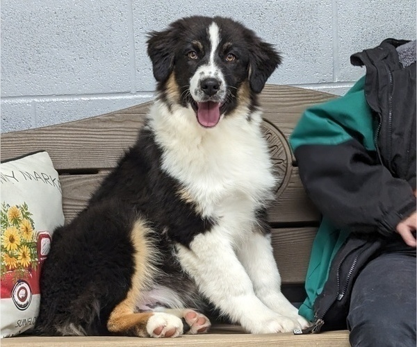 Medium Photo #1 Australian Shepherd Puppy For Sale in ELKTON, KY, USA