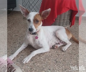 Mutt Dogs for adoption in Washington, DC, USA