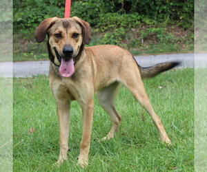 Mutt Dogs for adoption in Prattville, AL, USA