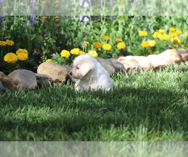 Medium Photo #5 Bichon Frise Puppy For Sale in HUMBOLDT, IL, USA