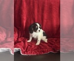 Small Photo #5 Aussalier Puppy For Sale in MAPLETON, OR, USA