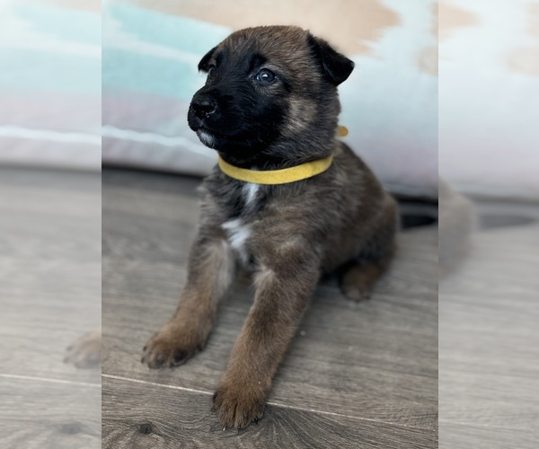 Medium Photo #11 Malinois Puppy For Sale in BUCKEYE, AZ, USA