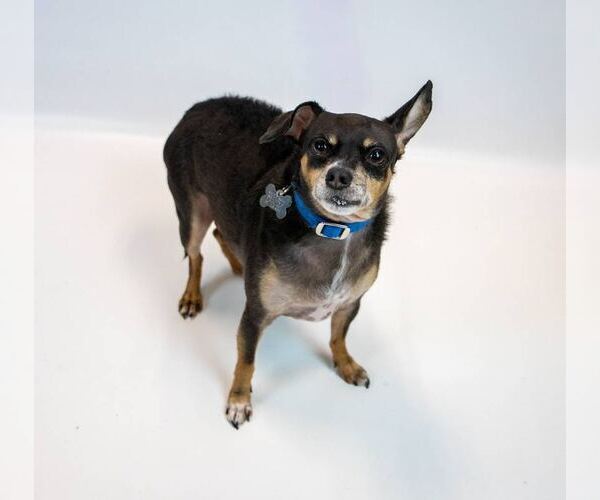 Medium Photo #5 Chihuahua-Unknown Mix Puppy For Sale in Kennesaw, GA, USA