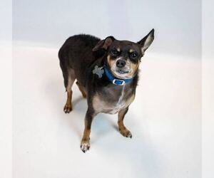 Eugene - Male Chihuahua-Unknown Mix Dog for Adoption - Photo #5