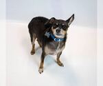 Small #4 Chihuahua Mix