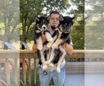 Small Photo #11 Siberian Husky Puppy For Sale in KANSAS CITY, MO, USA