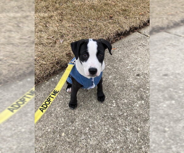 Medium Photo #14 Labrador Retriever-Unknown Mix Puppy For Sale in Plainfield, IL, USA
