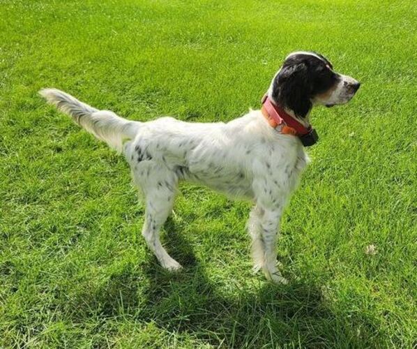Medium Photo #1 English Setter Puppy For Sale in HANCOCK, MN, USA