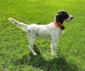 Father of the English Setter puppies born on 06/03/2026