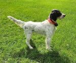 Small Photo #1 English Setter Puppy For Sale in HANCOCK, MN, USA