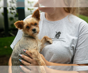 Mother of the Shorkie Tzu puppies born on 05/26/2025
