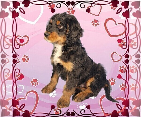 Medium Photo #7 Bernedoodle Puppy For Sale in BLACK FOREST, CO, USA