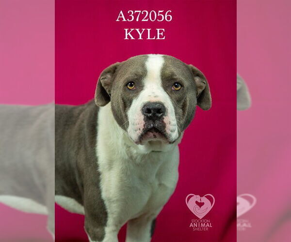 Medium Photo #2 Mutt Puppy For Sale in Stockton, CA, USA