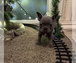 Small #13 French Bulldog