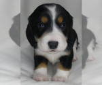 Small Photo #1 Dachshund Puppy For Sale in FAIRBANK, IA, USA
