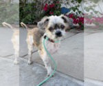 Small #6 Shih Tzu Mix