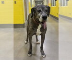 BEAÃ - Female Great Dane Dog for Adoption - Small photo