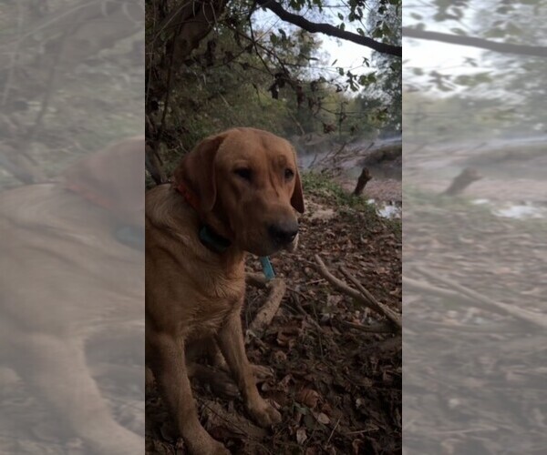 Medium Photo #1 Labrador Retriever Puppy For Sale in WINSTON SALEM, NC, USA