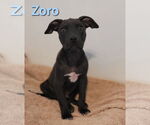 Small #2 American Pit Bull Terrier Mix