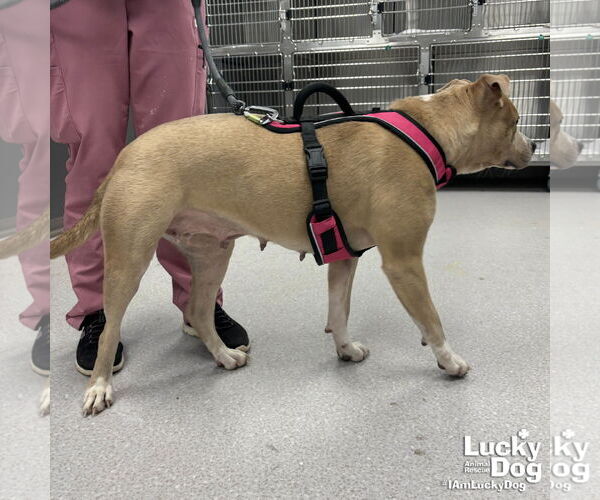 Medium Photo #4 Mutt Puppy For Sale in Washington, DC, USA