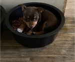 Small Photo #8 Chihuahua Puppy For Sale in ARANSAS PASS, TX, USA