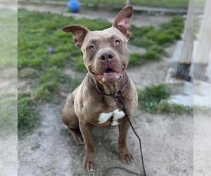 American Staffordshire Terrier Dogs for adoption in Modesto, CA, USA