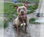 Small American Staffordshire Terrier