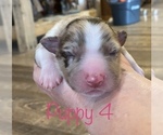 Puppy 5 Australian Shepherd