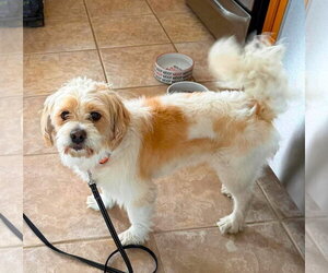 SAMMY - Male Colonial Cocker Spaniel-Shih Tzu Mix Dog for Adoption - Photo #4