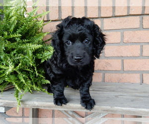 Miniature Labradoodle Puppy for sale in FREDERICKSBG, OH, USA