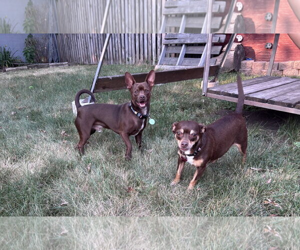 Medium Photo #5 Chihuahua Puppy For Sale in St. Louis Park, MN, USA