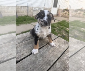 Border-Aussie Puppy for sale in MOUNT PLEASANT, IA, USA
